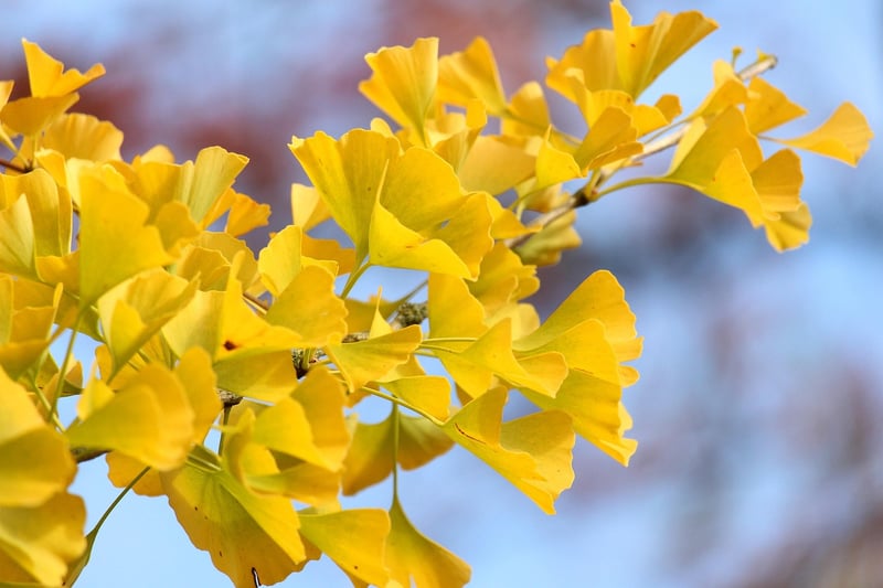 Flower Garlands